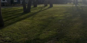 Lawn with well-maintained grass and tree shadows, showcasing outdoor landscape design by Soft Wind Landscape & Masonry.