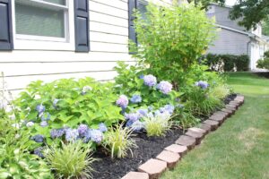 Lush garden featuring vibrant hydrangeas and ornamental grasses alongside a stone border, showcasing landscape design by Soft Wind Landscape & Masonry in New York.