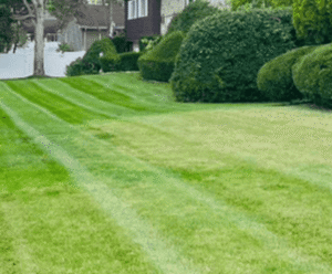 Lush green lawn with neatly striped grass and manicured hedges, showcasing landscape design by Soft Wind Landscape & Masonry.