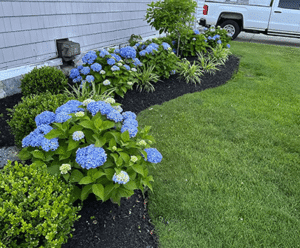 Lush garden featuring vibrant blue hydrangeas and neatly trimmed shrubs, showcasing landscape design by Soft Wind Landscape & Masonry for outdoor inspiration in New York.
