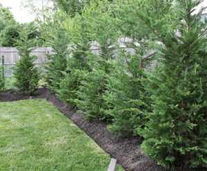 Lush green landscape featuring neatly arranged evergreen trees along a manicured lawn, showcasing Soft Wind Landscape & Masonry's expertise in outdoor design.