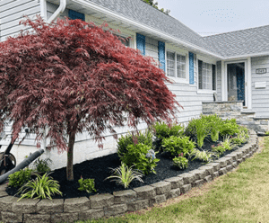 Beautiful red maple tree and lush garden beds with stone edging, showcasing Soft Wind Landscape & Masonry's expertise in landscape design for New York outdoor spaces.