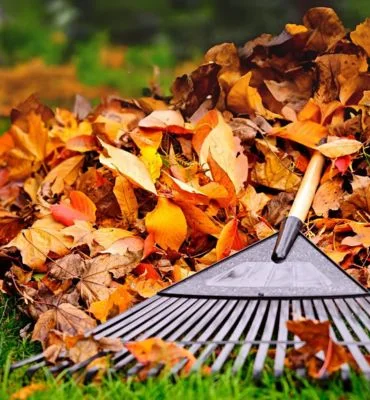 Fall Cleanup Services